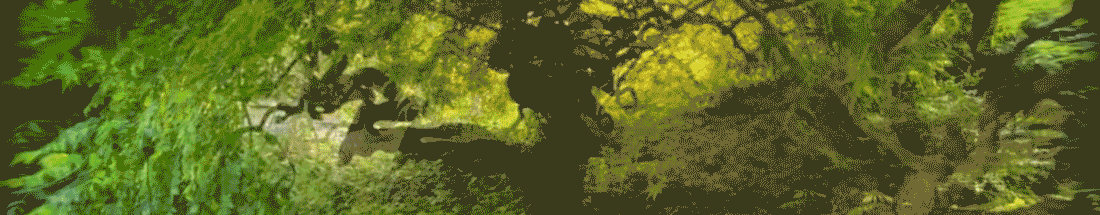 Video for A Small Biome